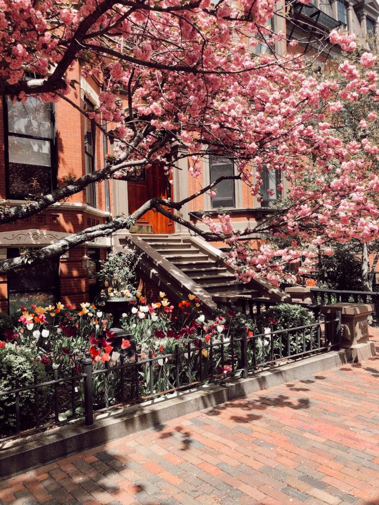 Spring blossoms in Boston Spring blossoms in Boston