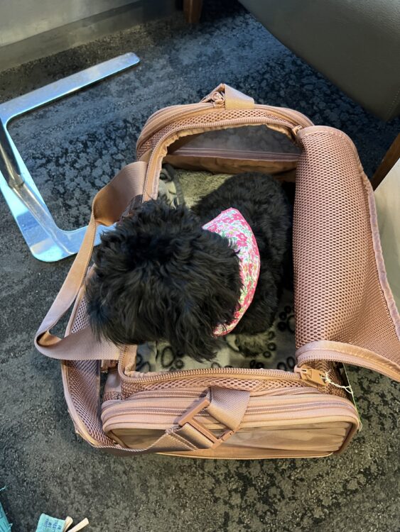 pet luxe travel bag pet luxe travel bag
