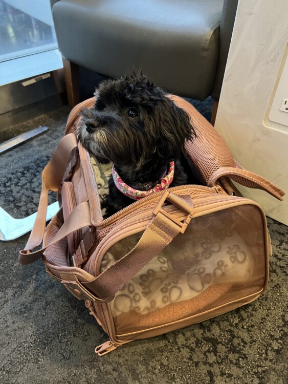 Dagne Dover Pet Carrier Bag review Dagne Dover Pet Carrier Bag review